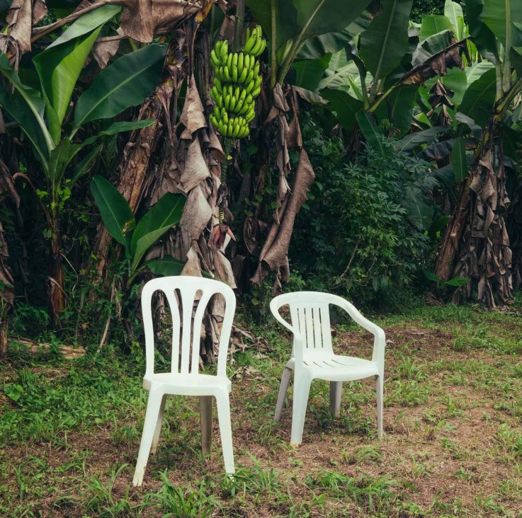 Two white plastic chairs on the grass in front of banana plants
